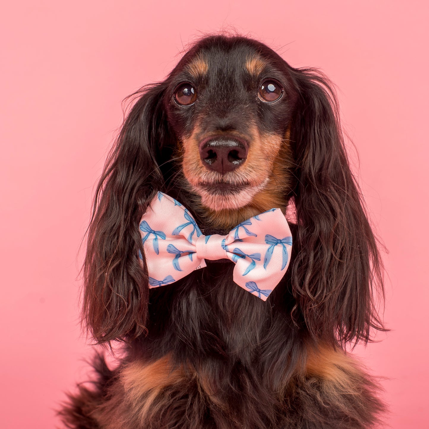 Baby Blue Bows: Bow Tie