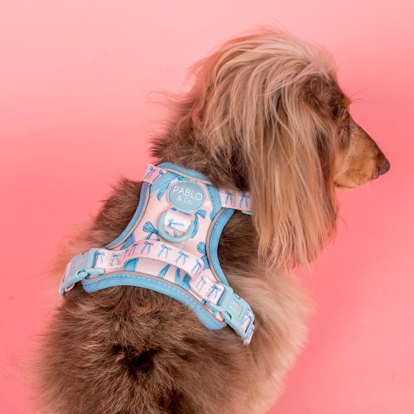 Baby Blue Bows: No Pull Adventure Harness