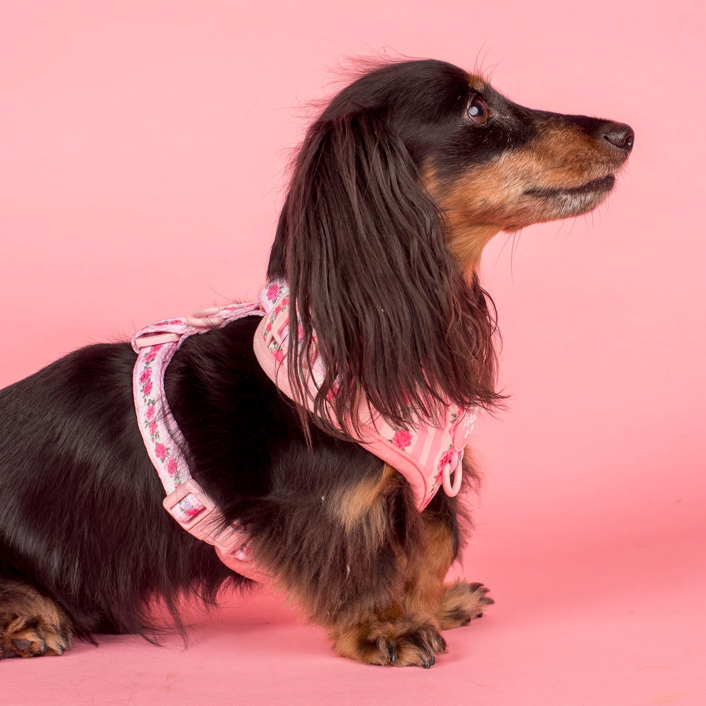 Vintage Rose: Adjustable Harness