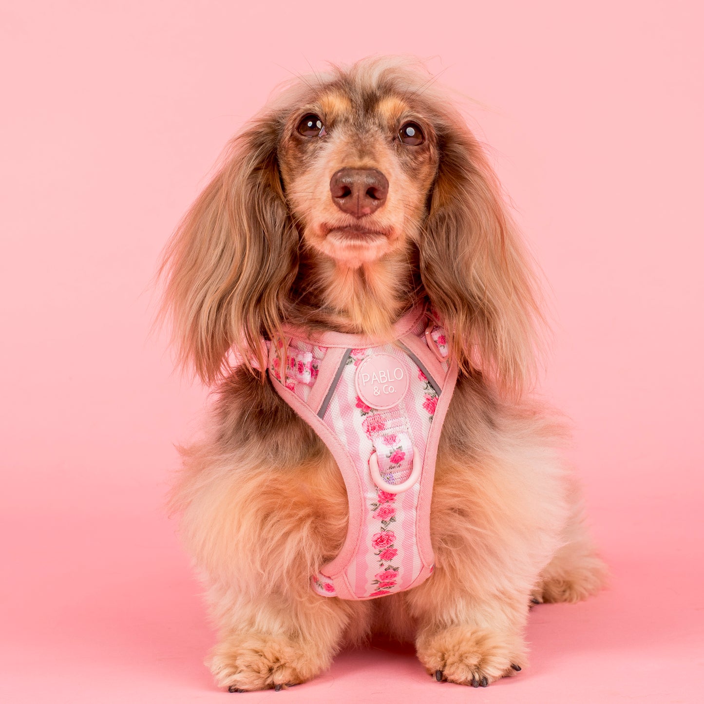 Vintage Rose: No Pull Adventure Harness