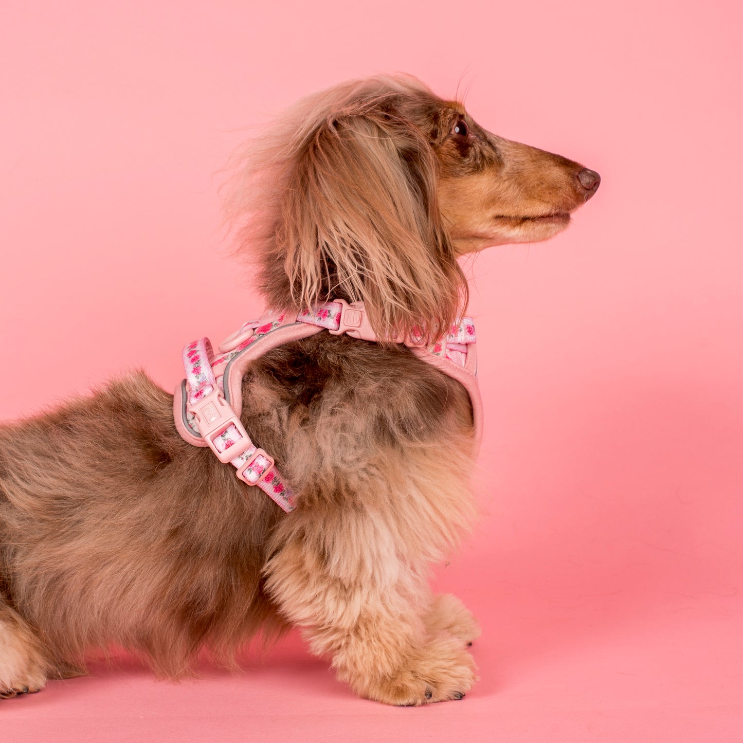 Vintage Rose: No Pull Adventure Harness