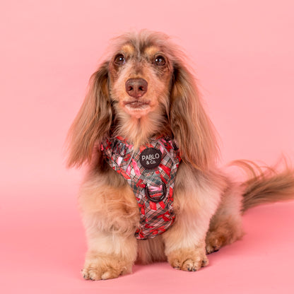 Wrapped in Ribbons: No Pull Adventure Harness