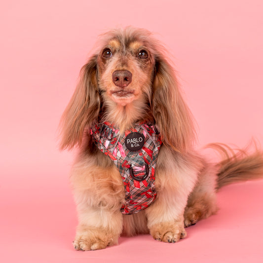 Wrapped in Ribbons: No Pull Adventure Harness