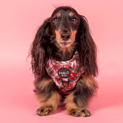 Wrapped in Ribbons: Adjustable Harness