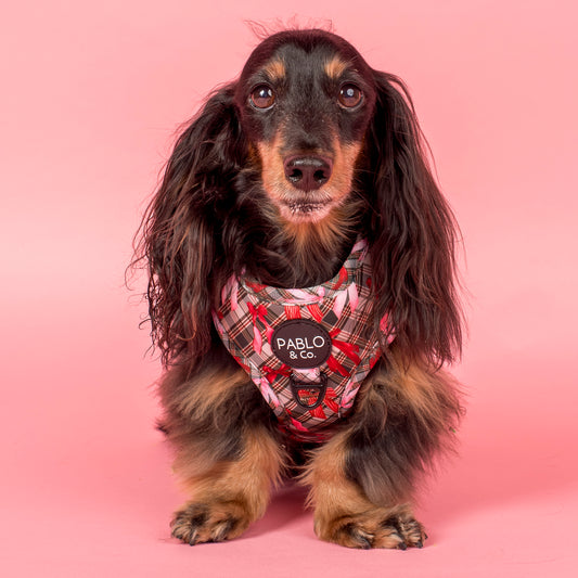 Wrapped in Ribbons: Adjustable Harness