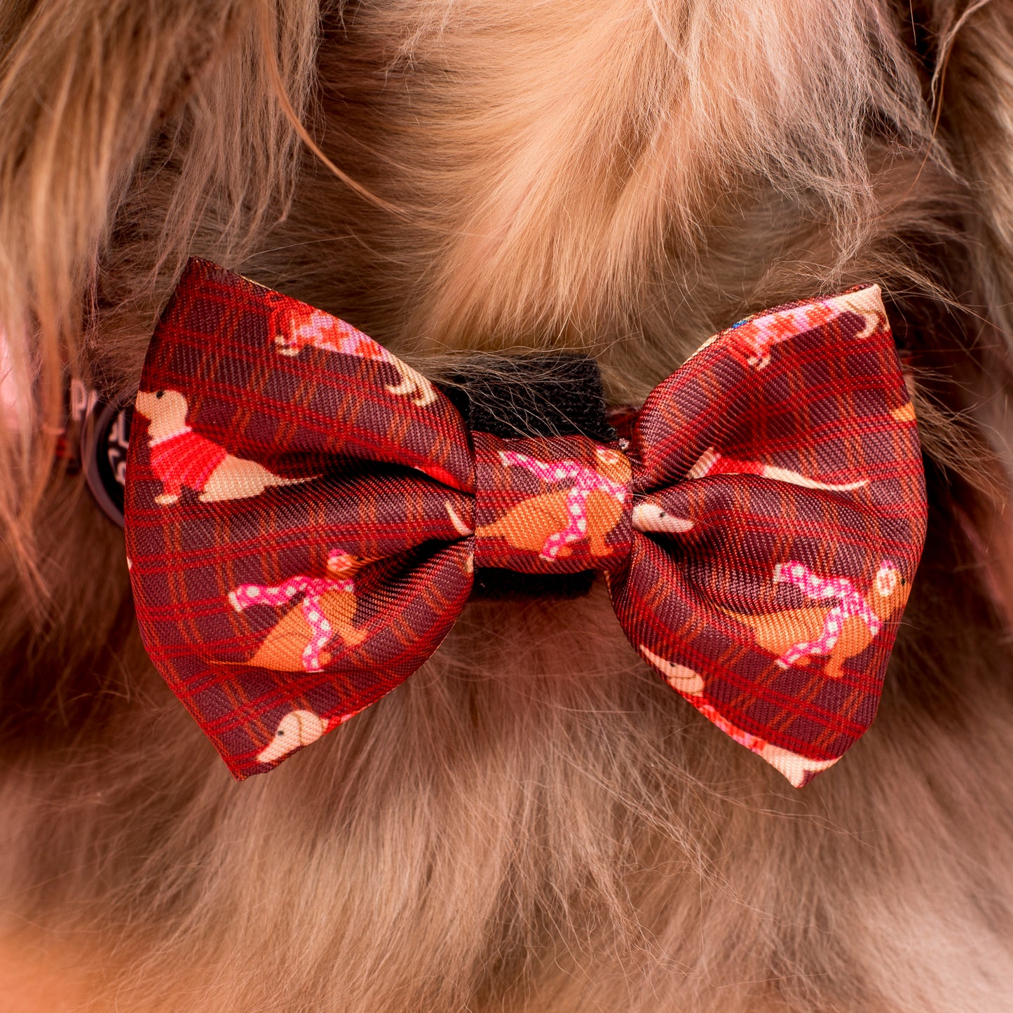 Merry Little Dachshunds: Bow Tie