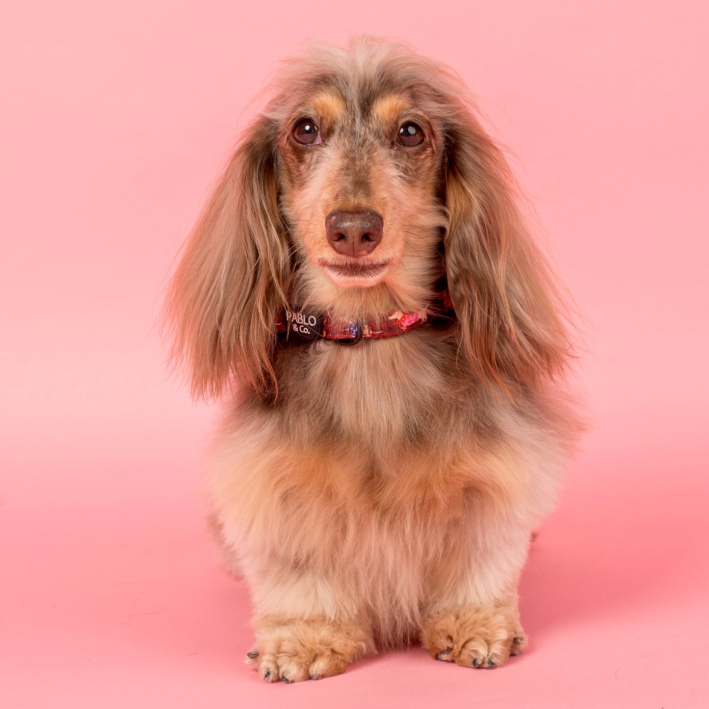 Merry Little Dachshunds: Collar