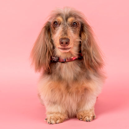 Merry Little Dachshunds: Collar