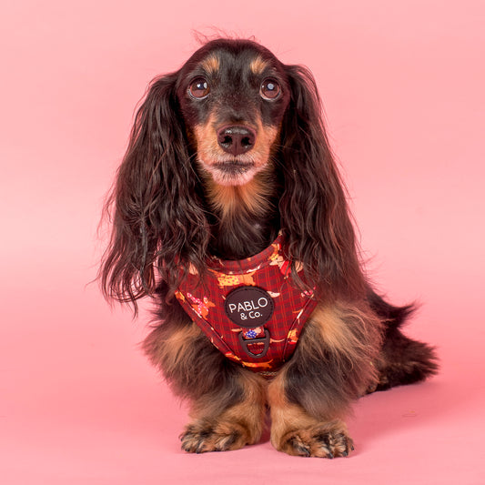 Merry Little Dachshunds: Adjustable Harness