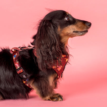 Merry Little Dachshunds: Adjustable Harness