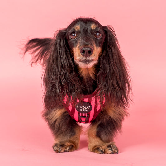 Blushing Stripes: Adjustable Harness