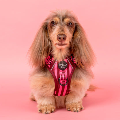 Blushing Stripes: No Pull Adventure Harness