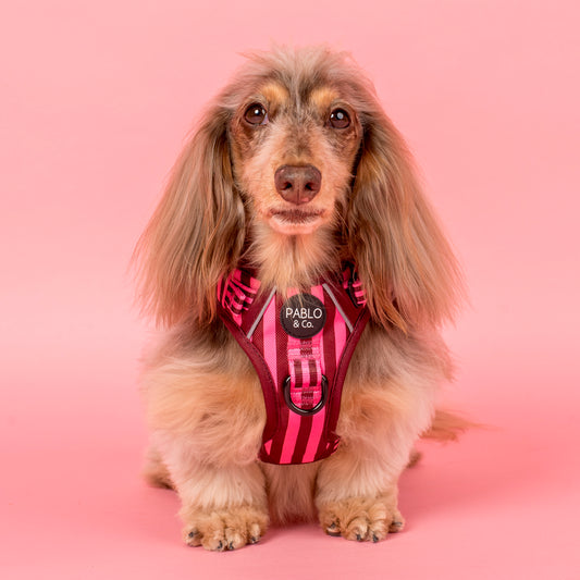 Blushing Stripes: No Pull Adventure Harness