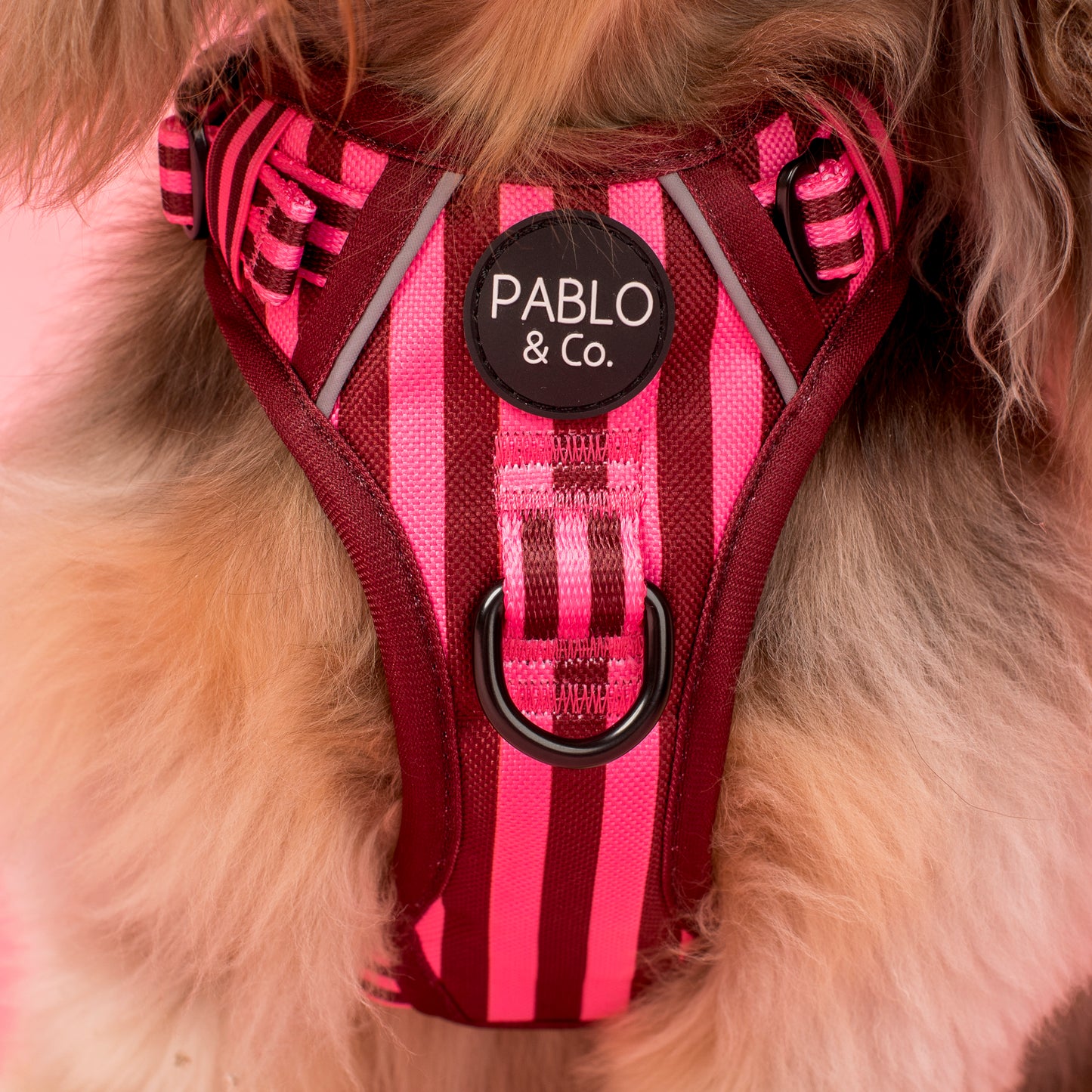 Blushing Stripes: No Pull Adventure Harness