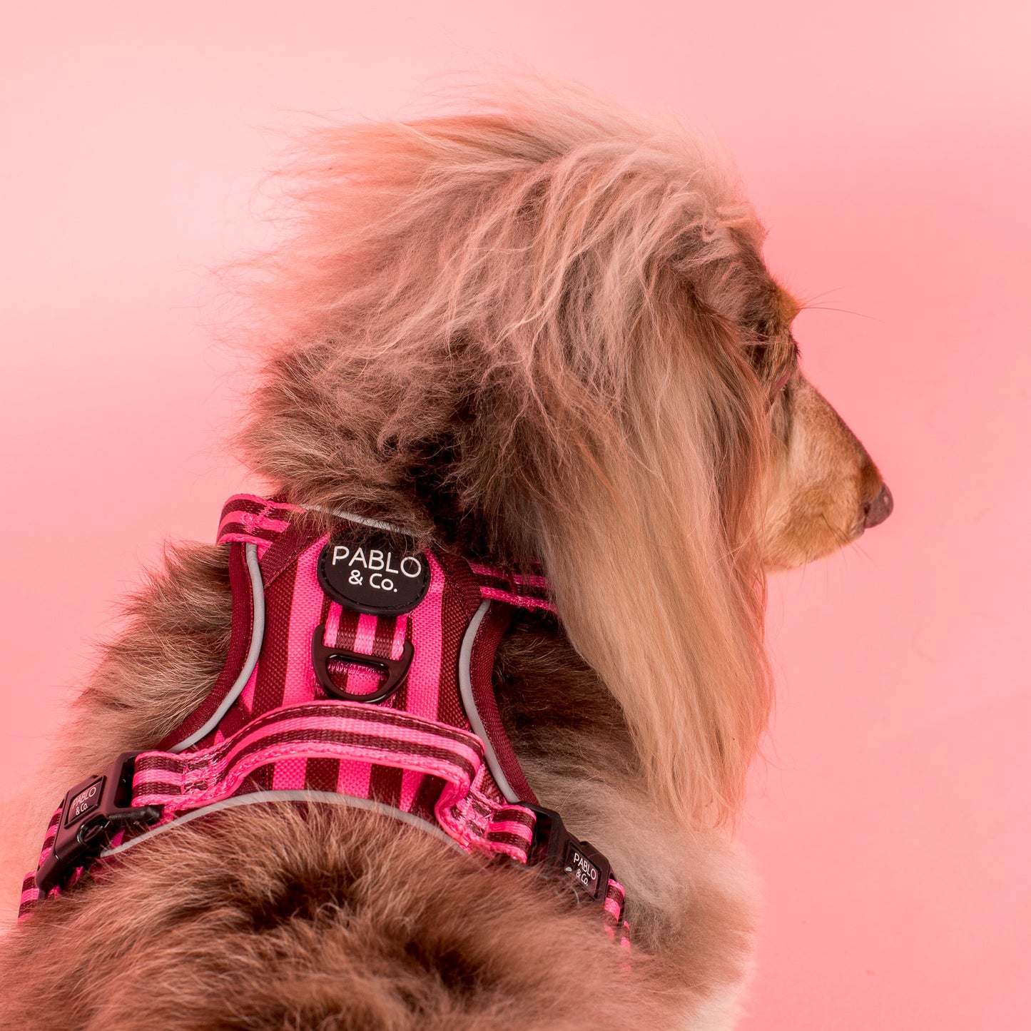 Blushing Stripes: No Pull Adventure Harness