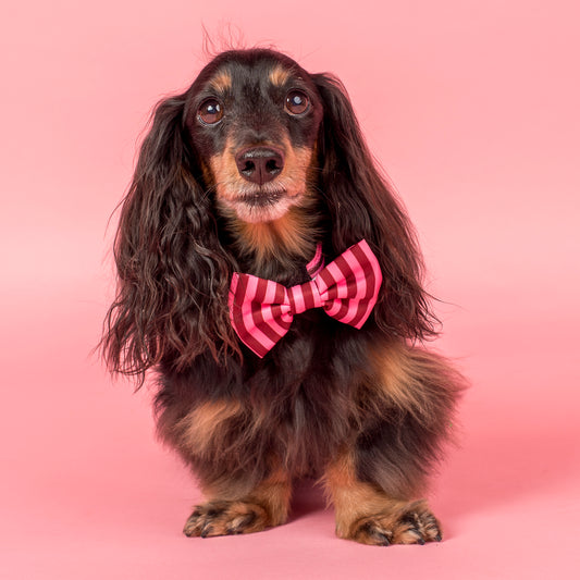 Blushing Stripes: Bow Tie