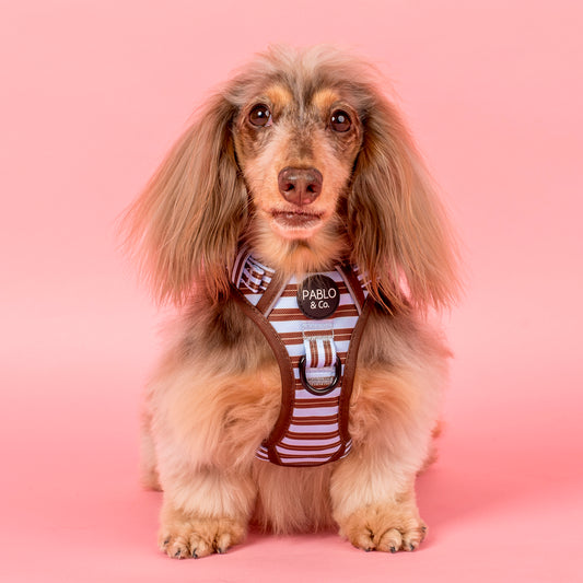 Sunday Stripes: No Pull Adventure Harness