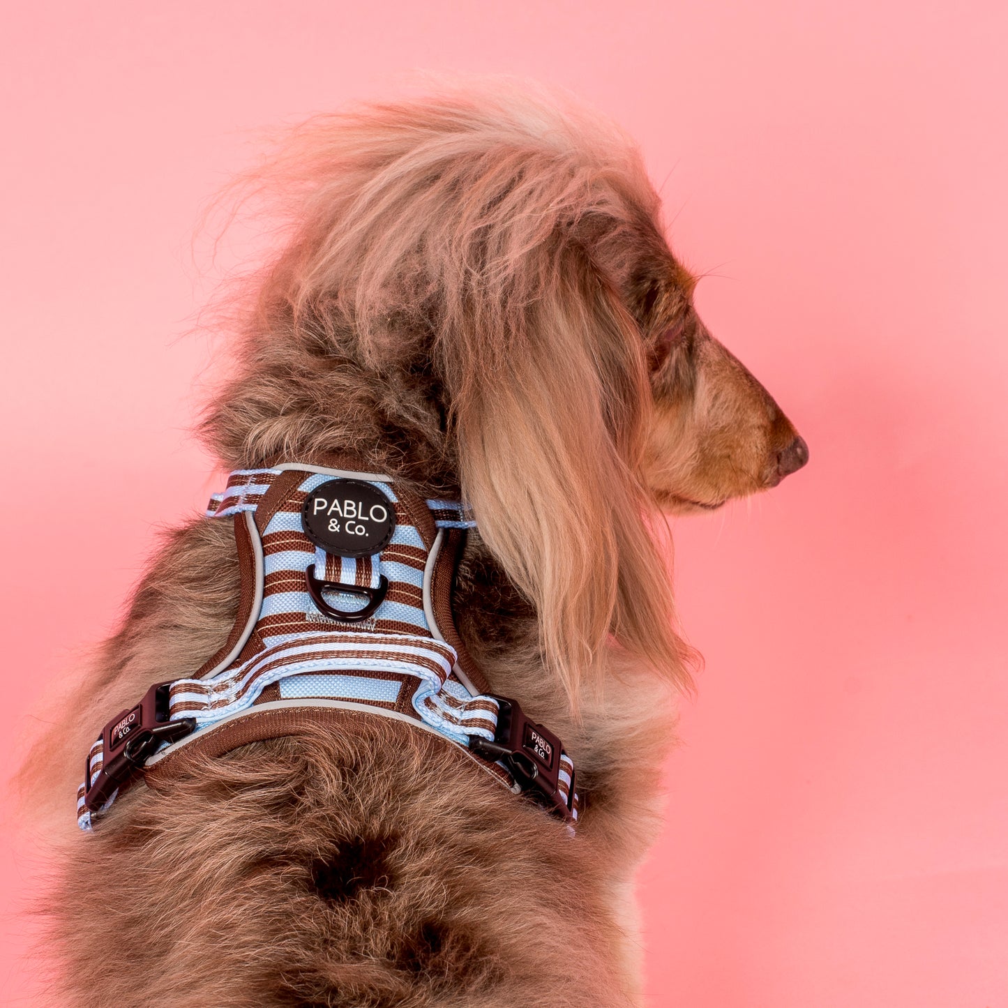 Sunday Stripes: No Pull Adventure Harness