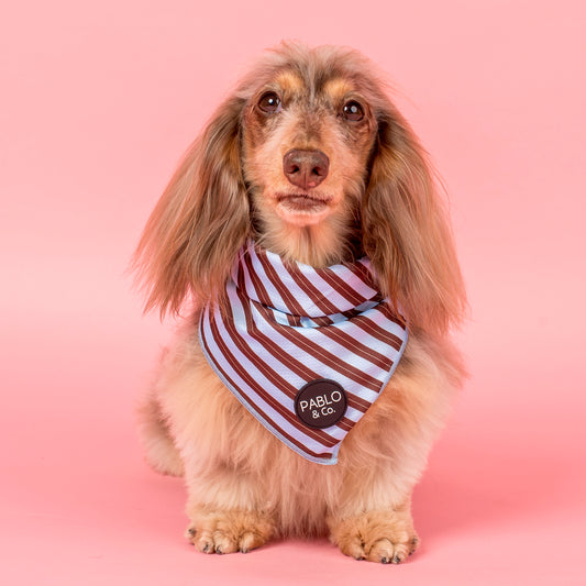Sunday Stripes: Dog Bandana