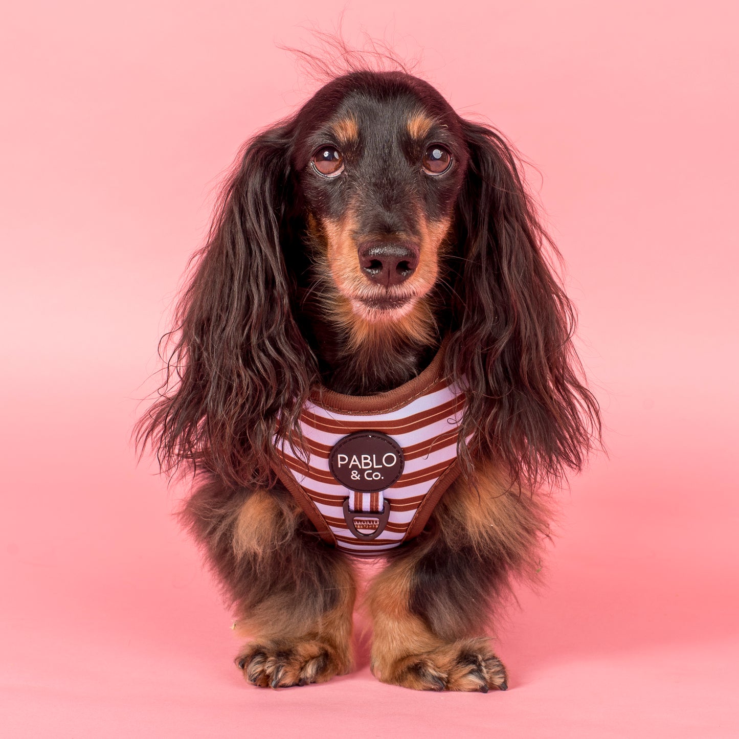 Sunday Stripes: Adjustable Harness