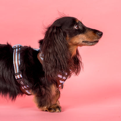 Sunday Stripes: Adjustable Harness