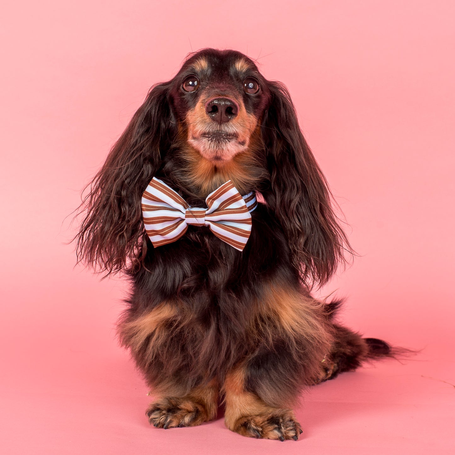 Sunday Stripes: Bow Tie