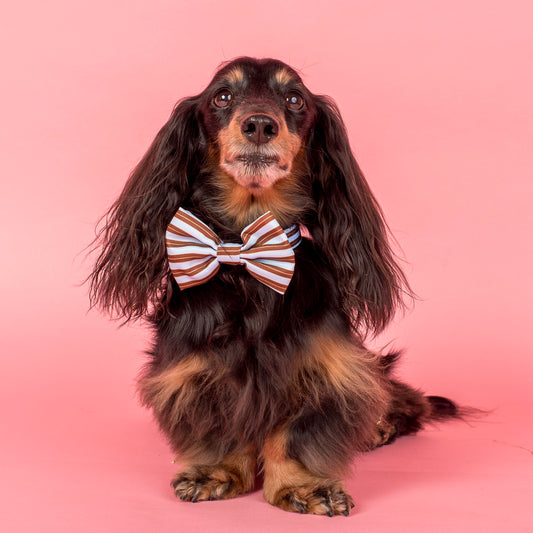 Sunday Stripes: Bow Tie