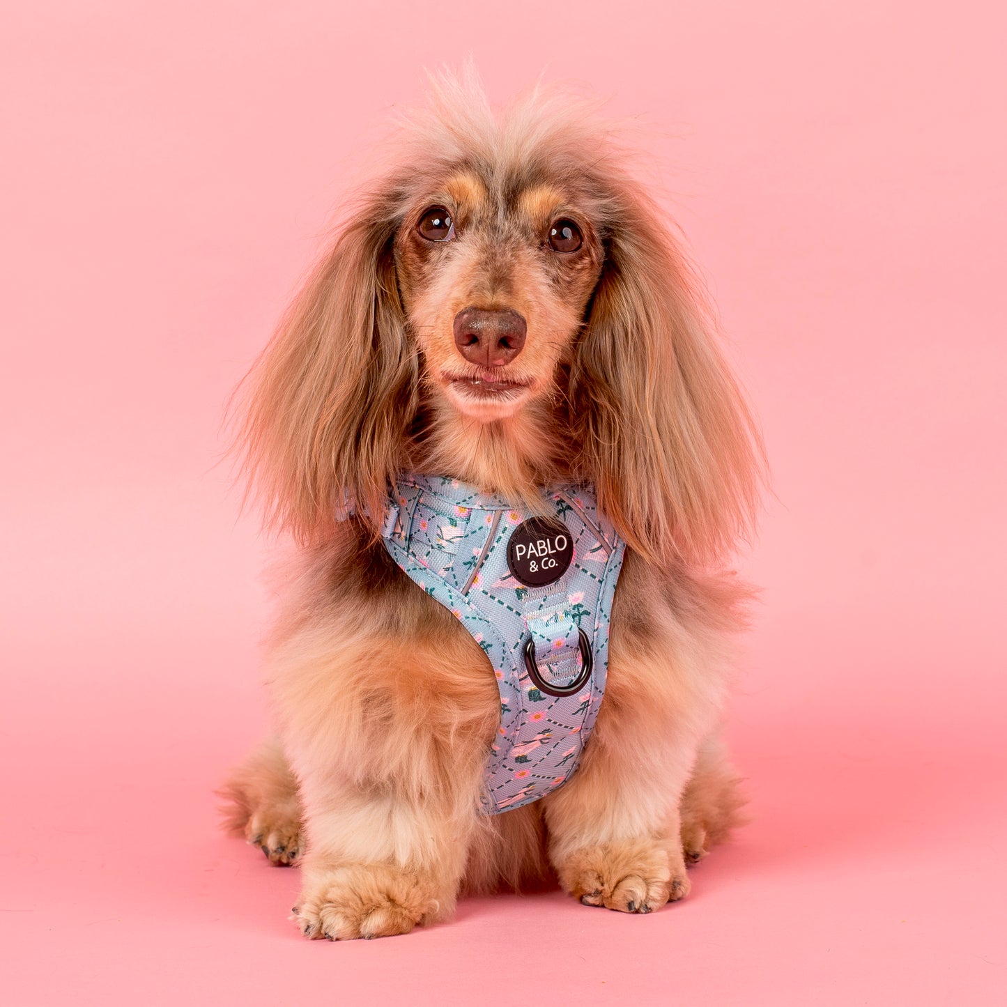 Silly Little Goose: No Pull Adventure Harness