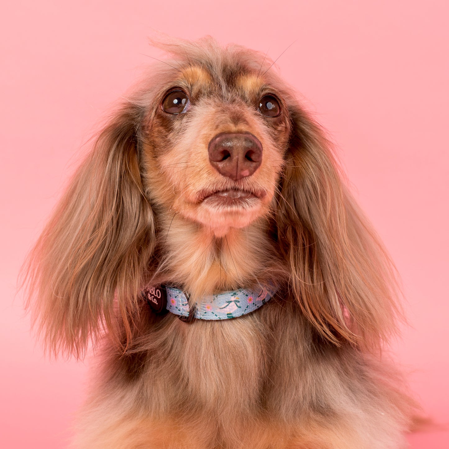 Silly Little Goose: Collar