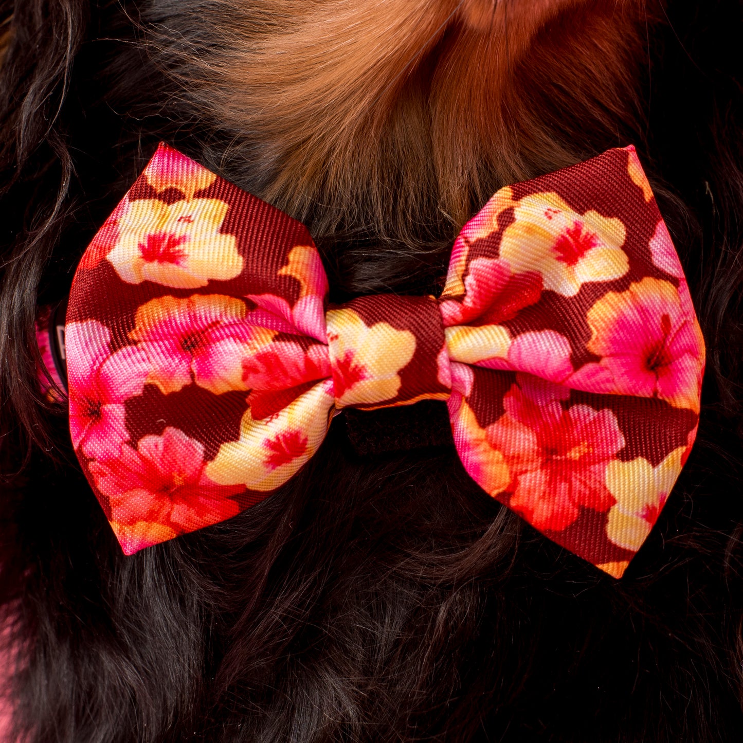 Hibiscus: Bow Tie