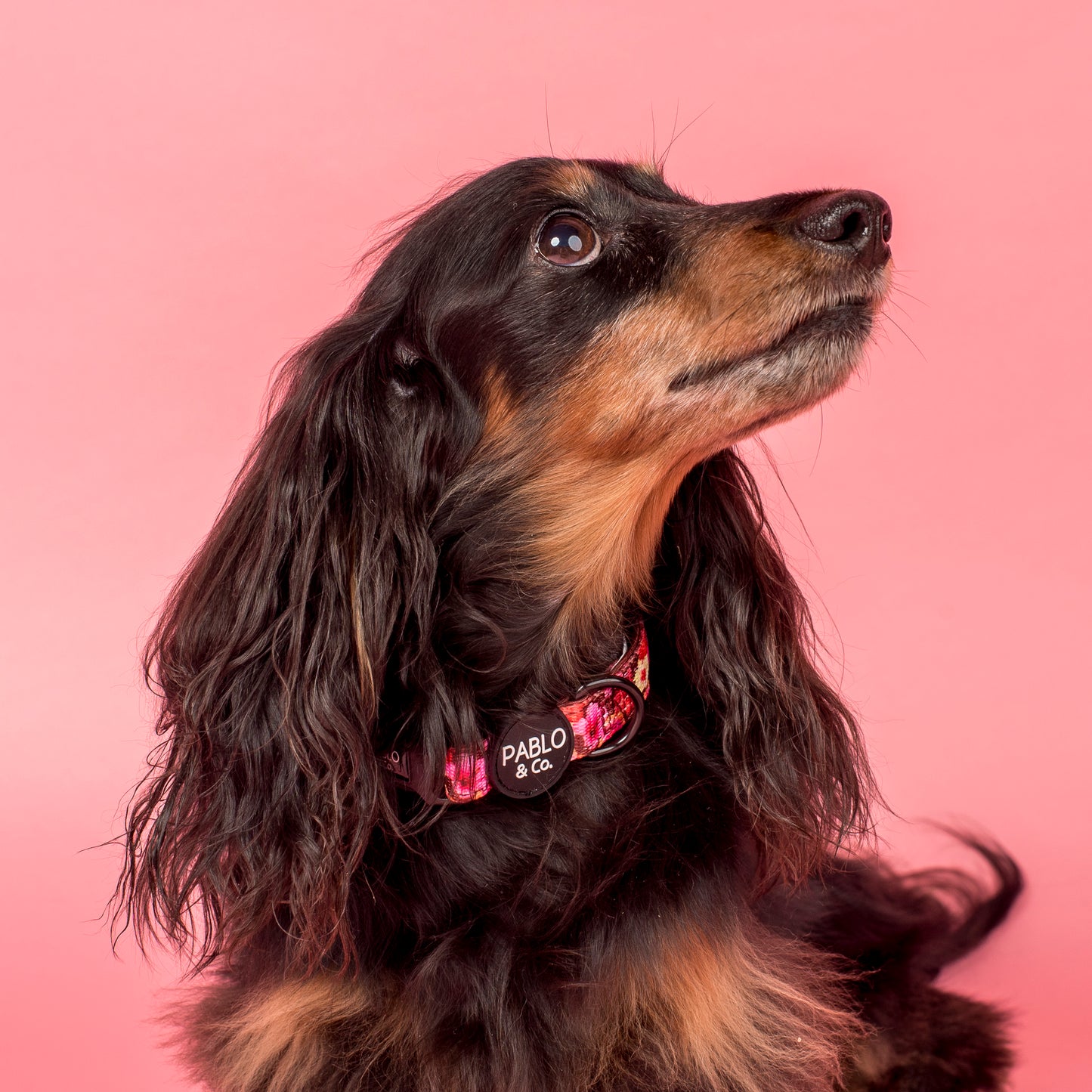 Hibiscus: Collar