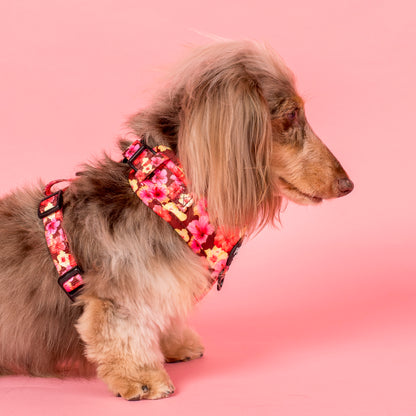 Hibiscus: Adjustable Harness