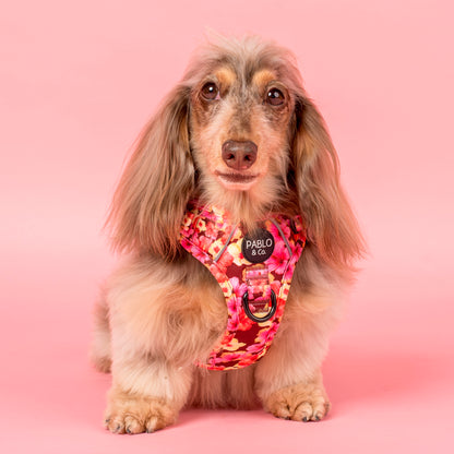 Hibiscus: No Pull Adventure Harness