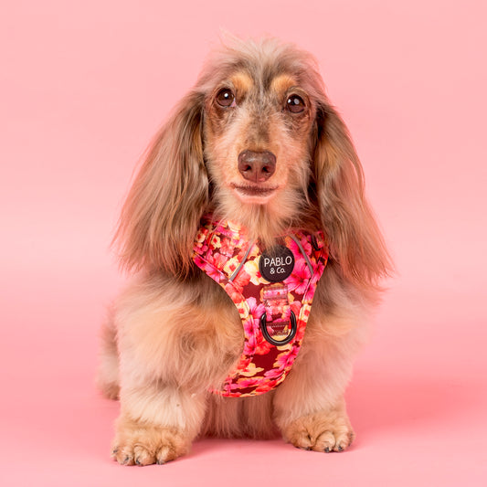 Hibiscus: No Pull Adventure Harness
