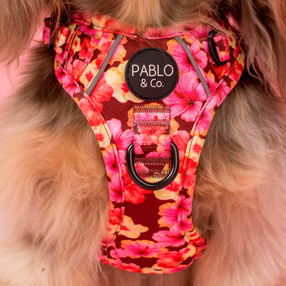 Hibiscus: No Pull Adventure Harness