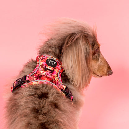 Hibiscus: No Pull Adventure Harness