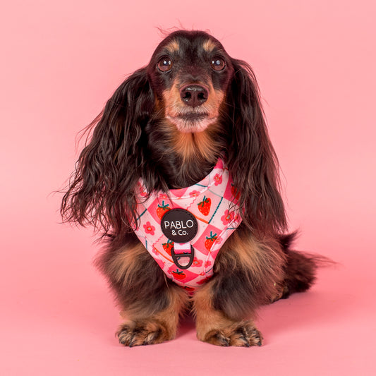 Strawberry Patch: Adjustable Harness