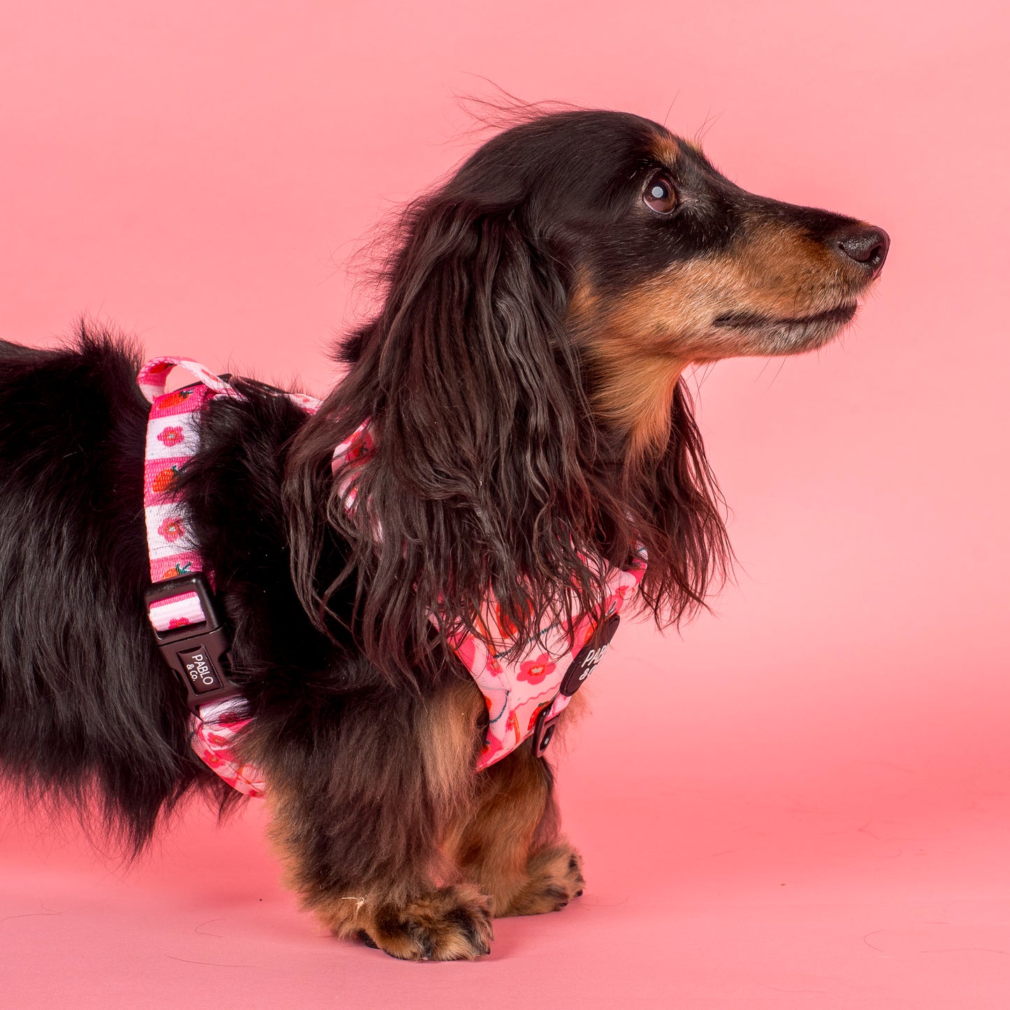 Strawberry Patch: Adjustable Harness