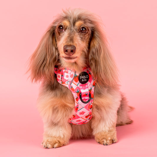 Strawberry Patch: No Pull Adventure Harness