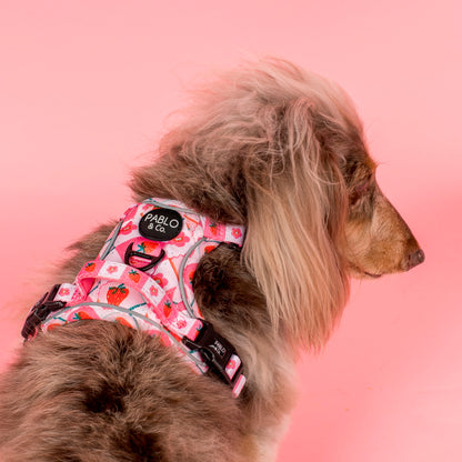 Strawberry Patch: No Pull Adventure Harness