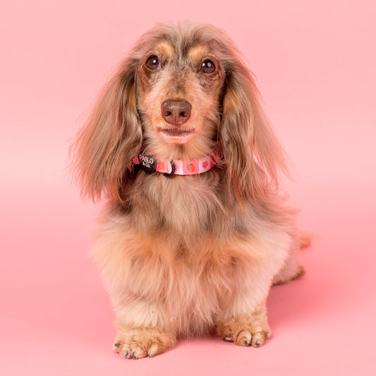 Strawberry Patch: Collar