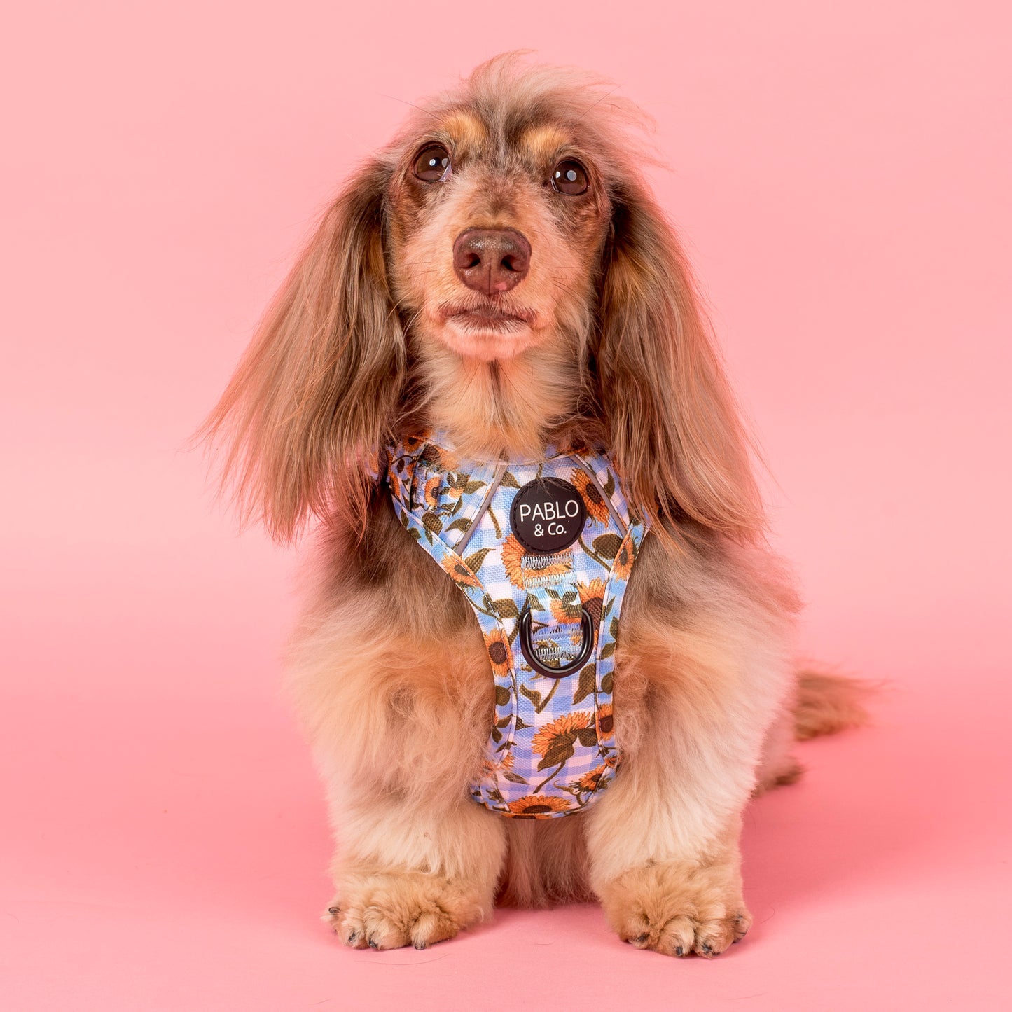 Sunny Sunflowers: No Pull Adventure Harness