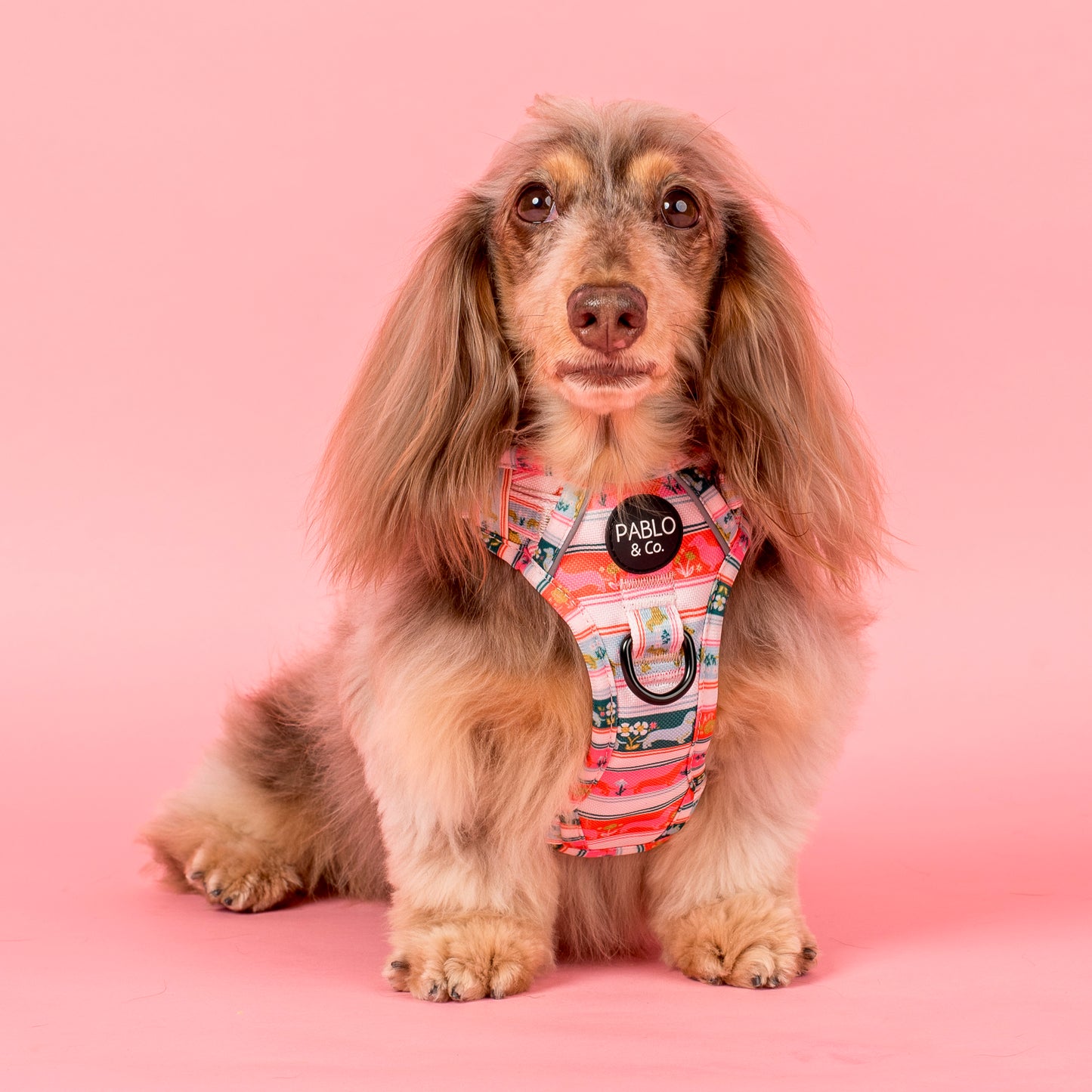 The Blooming Dachshund: No Pull Adventure Harness
