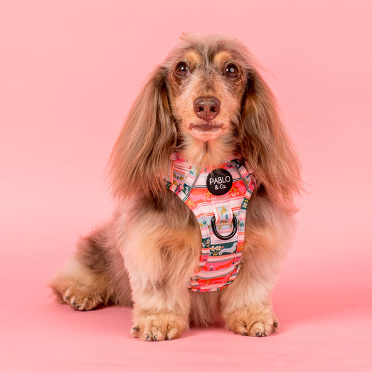 The Blooming Dachshund: No Pull Adventure Harness