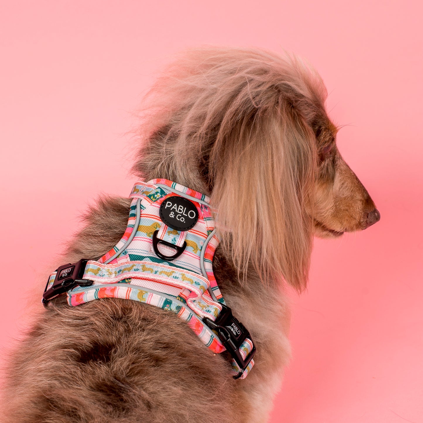 The Blooming Dachshund: No Pull Adventure Harness
