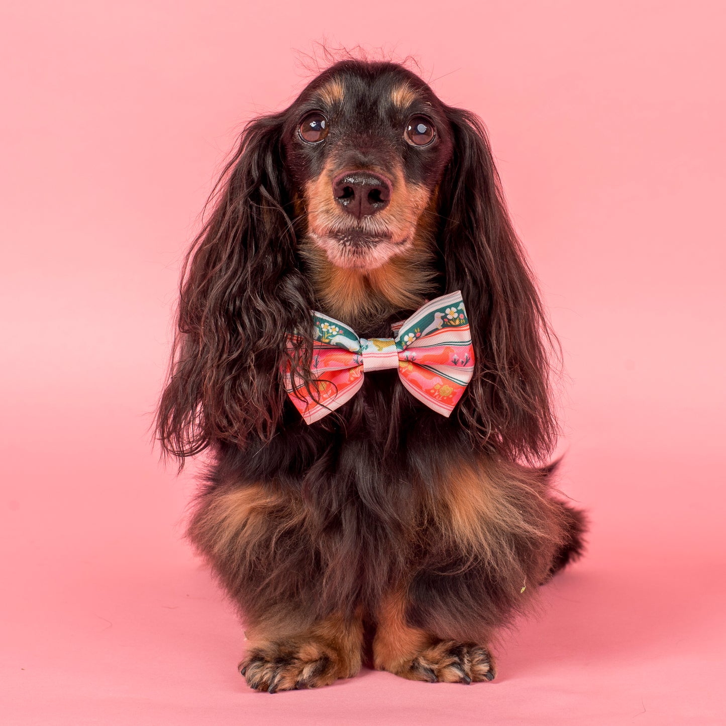 The Blooming Dachshund: Bow Tie