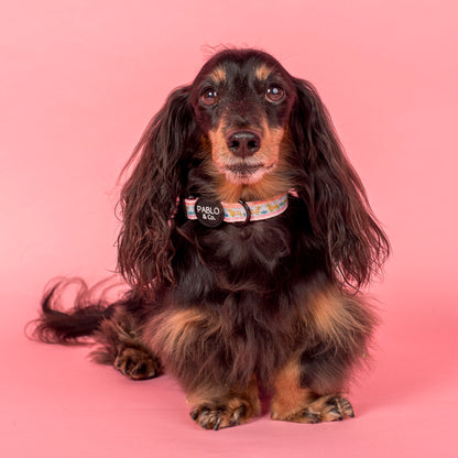 The Blooming Dachshund: Collar