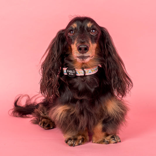 The Blooming Dachshund: Collar