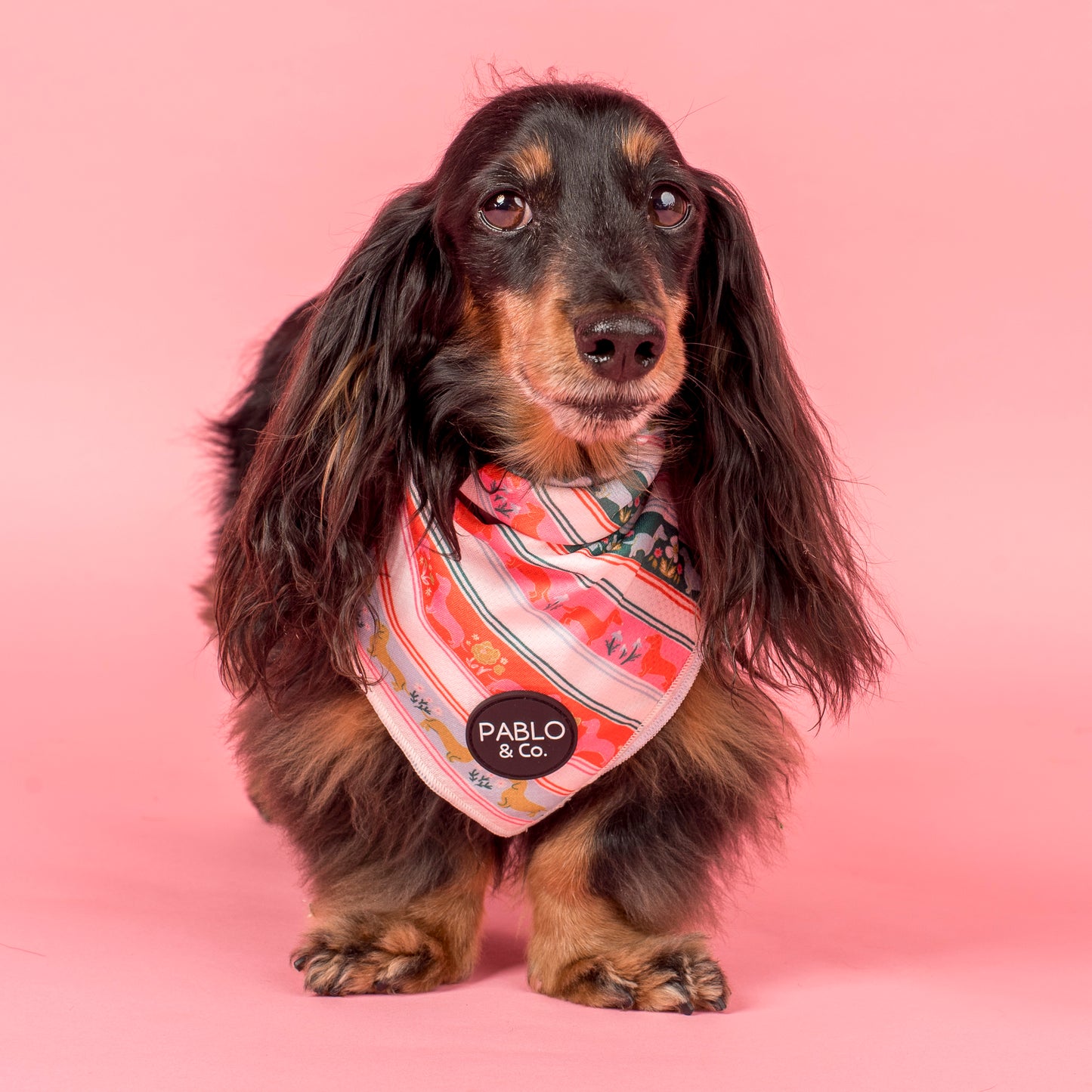 The Blooming Dachshund: Dog Bandana
