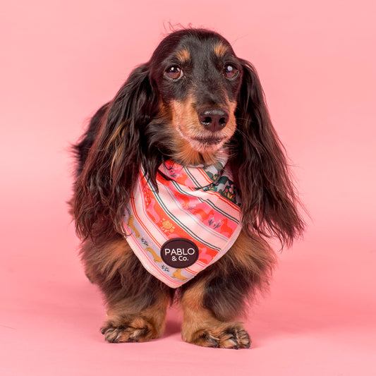 The Blooming Dachshund: Dog Bandana
